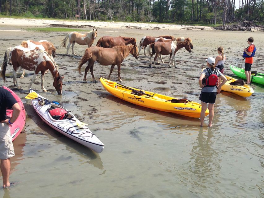From Chincoteague: Guided Kayak Tour to Assateague Island - Searching the marsh for ponies and birds