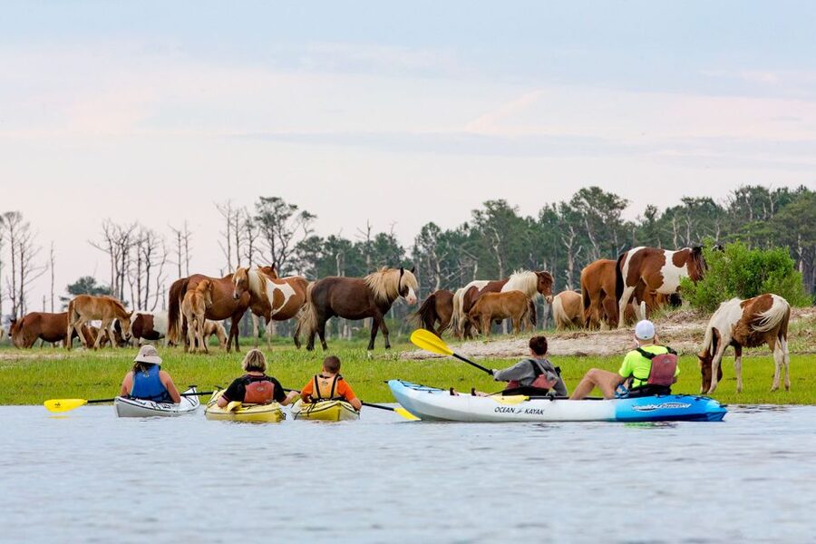 From Chincoteague: Guided Kayak Tour to Assateague Island - A remote beach and the quieter side of Assateague