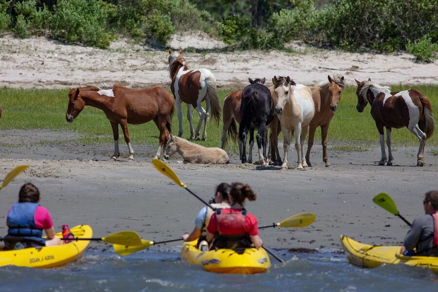 From Chincoteague: Guided Kayak Tour to Assateague Island - Seeing the Assateague Lighthouse from the water