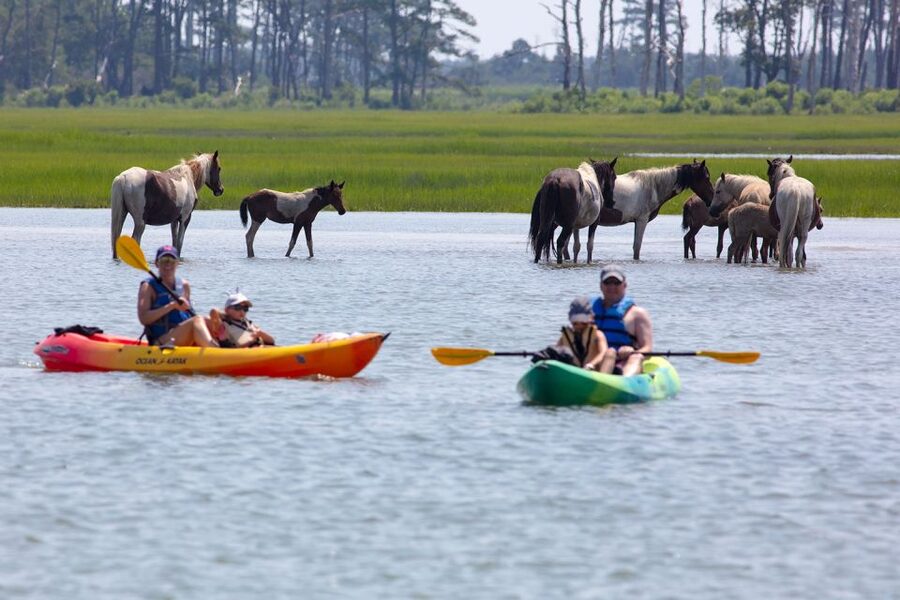 From Chincoteague: Guided Kayak Tour to Assateague Island - What $79 buys you
