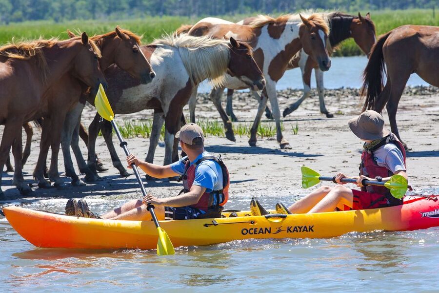 From Chincoteague: Guided Kayak Tour to Assateague Island - Who will enjoy this Assateague kayak tour