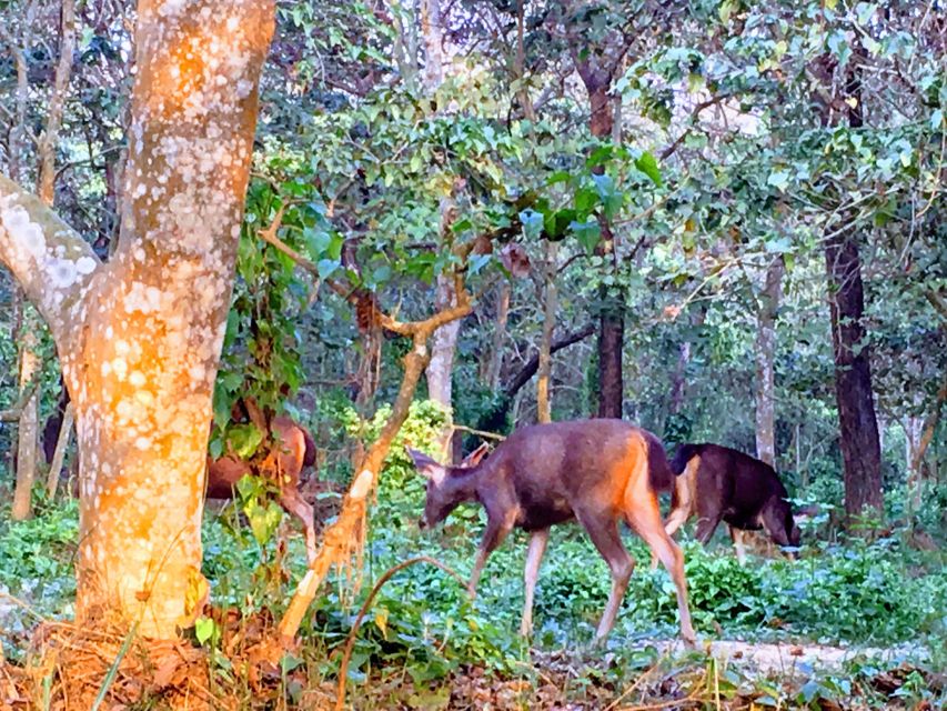 From Chitwan : Jeep Safari,Canoeing,Forest walk Day Tour - A 45-minute canoe ride on the Rapti River