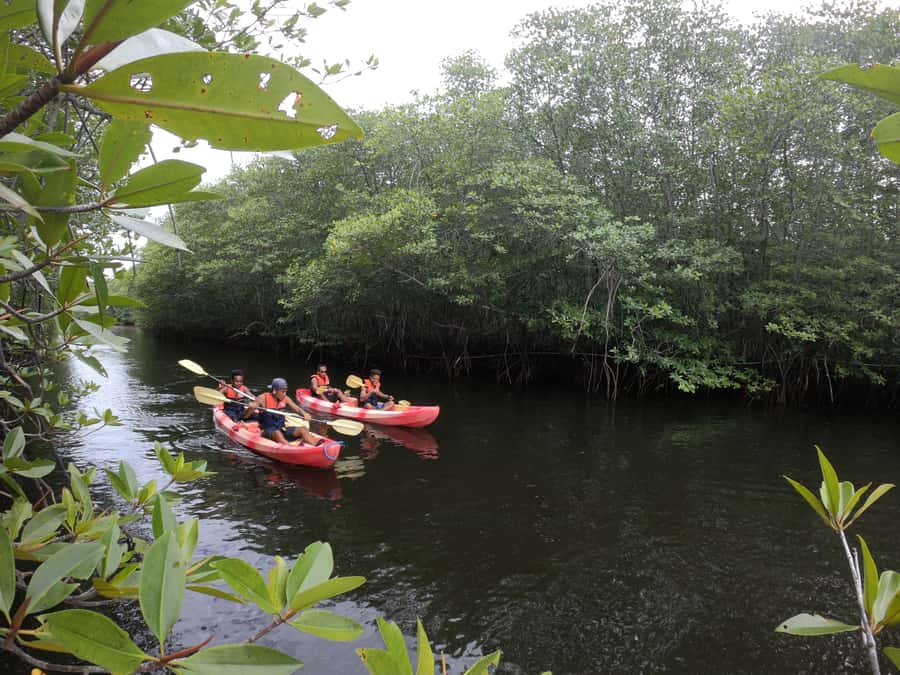 From Lembongan: Kayak/Paddleboard/Boat Mangrove Tour - What the transparent boats really add