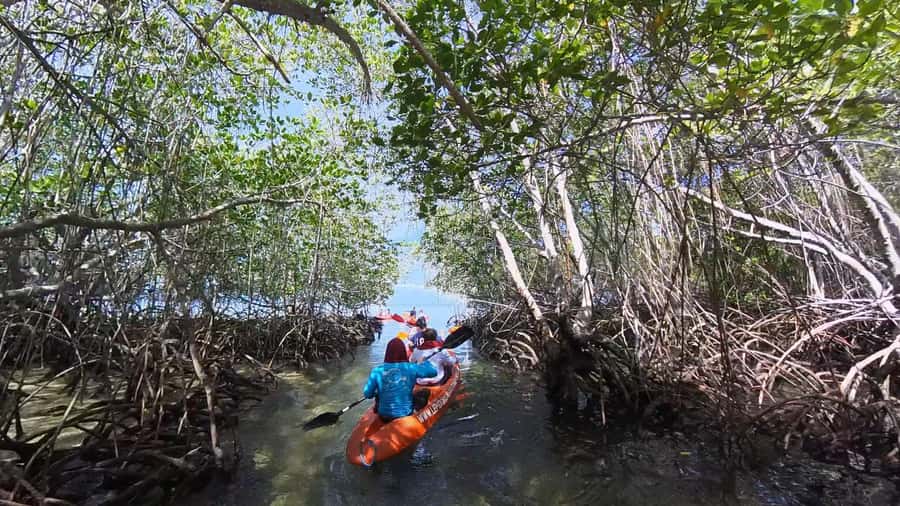 From Lembongan: Kayak/Paddleboard/Boat Mangrove Tour - Guides, wildlife, and the human touch