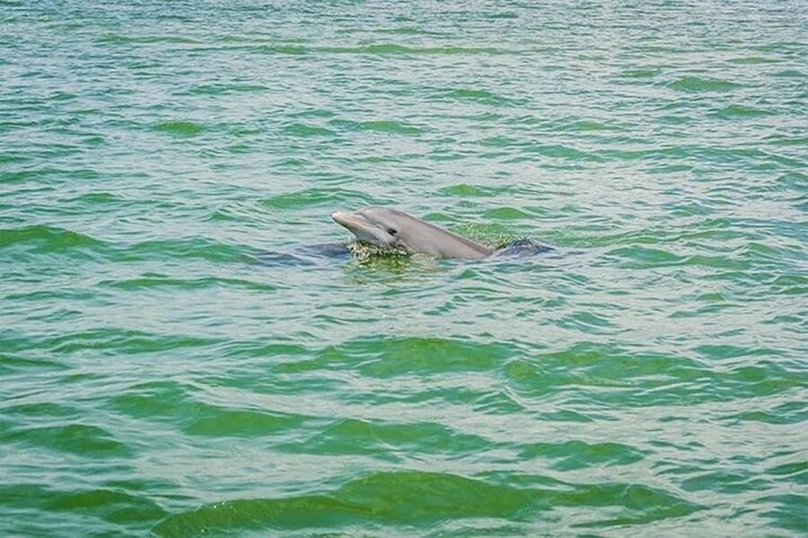 From Naples, FL: Marco Island Mangroves Kayak or Paddle Tour - Who should book this outing?