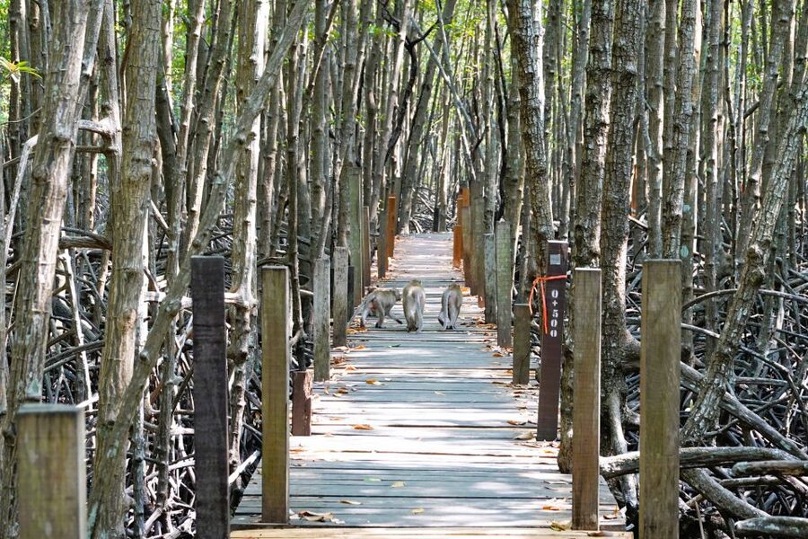 From Pattaya: Rayong Adventure Hike and Kayak Day Trip - Thung Prong Thong and the golden mangroves