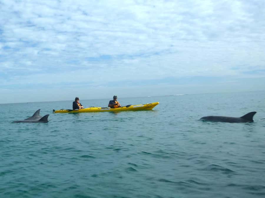From Perth: Rockingham Seal & Penguin Islands Sea Kayak Tour - Snorkeling, safety, and what to expect in the water