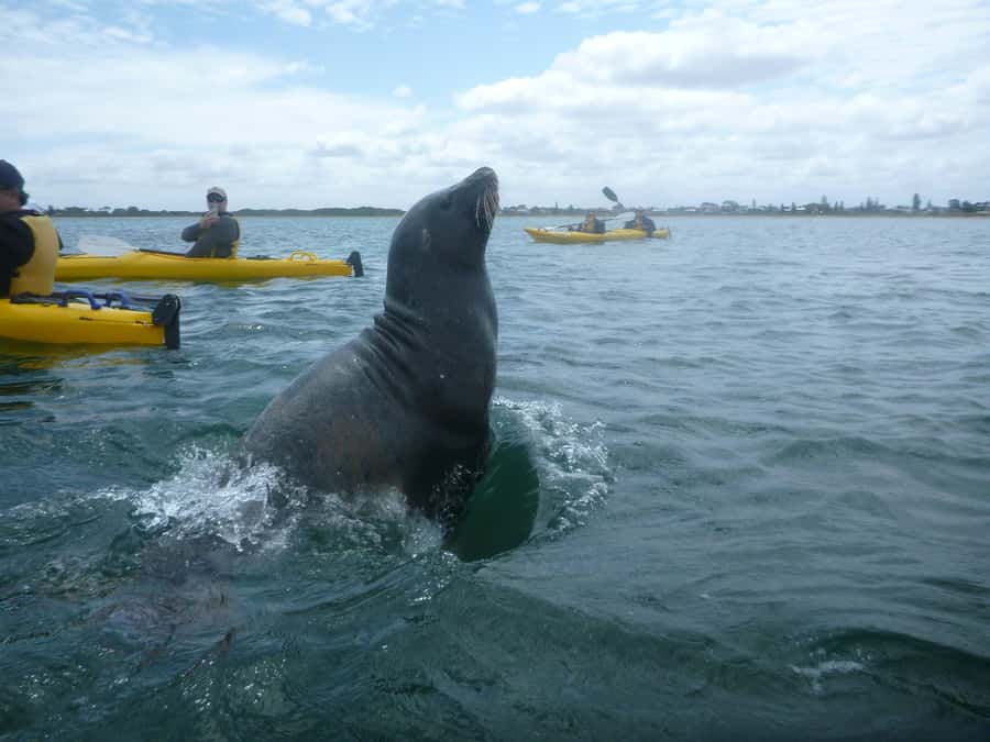 From Perth: Rockingham Seal & Penguin Islands Sea Kayak Tour - The afternoon paddle back to Australia