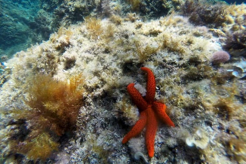 From Sant Feliu de Guíxols: Kayak and Snorkel in Costa Brava - Quick take: what makes this tour worthwhile