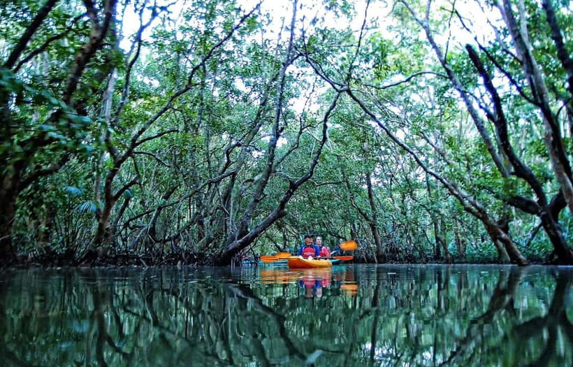 From Tagbilaran City/Panglao Island: Bohol Mangrove Kayaking - Key points to know before booking