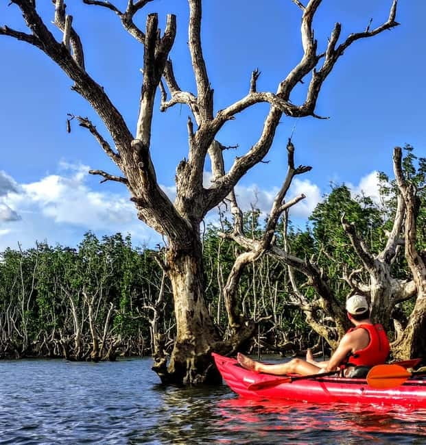 From Tagbilaran City/Panglao Island: Bohol Mangrove Kayaking - What the guide adds to the river