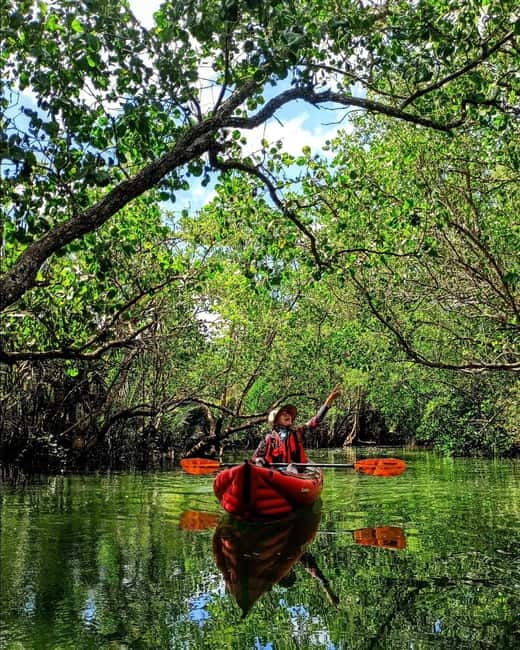 From Tagbilaran City/Panglao Island: Bohol Mangrove Kayaking - Who should book this experience?