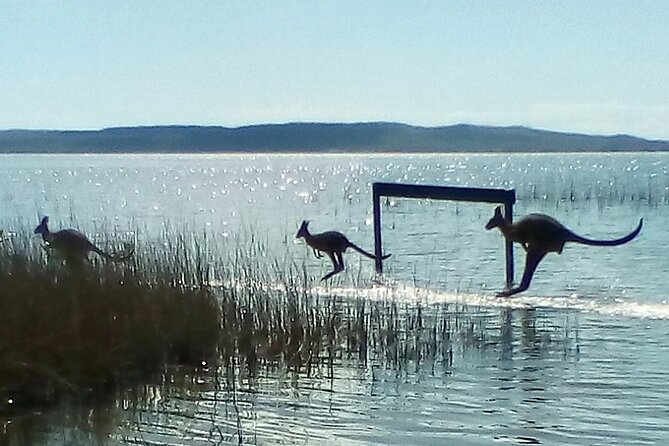 Full-Day Guided Noosa Everglades Kayak Tour - Starting at Boreen Point at 8:30 am