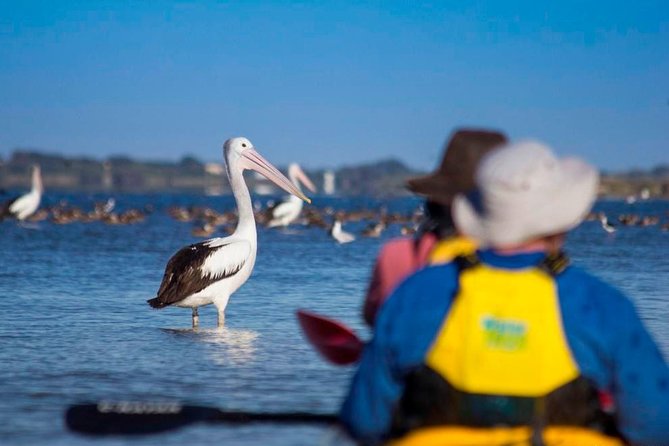 Full Day Kayaking Tour in Coorong National Park - Reaching the Murray Mouth