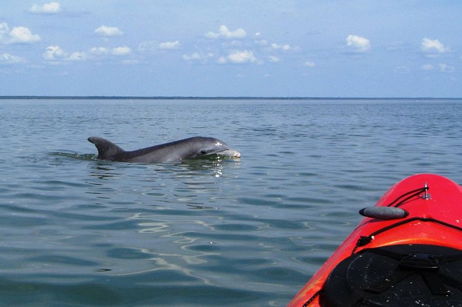 Fully Guided Kayaking Backwater Manatee and Dolphin Tour - Key points to know before you book