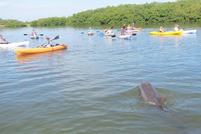 Fully Guided Kayaking Backwater Manatee and Dolphin Tour - Timing, weather, and what to bring