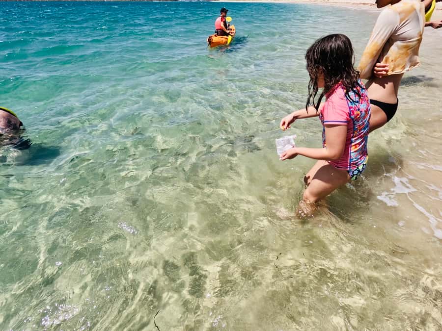 Gold Coast: Kayaking and Snorkeling Guided Tour - Booking details worth knowing