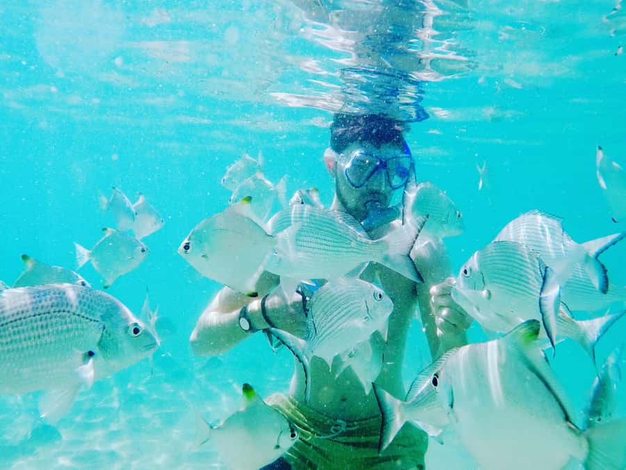 Gold Coast: Kayaking & Snorkelling Tour with Fish Feeding - Beachside breakfast and a sensible pause