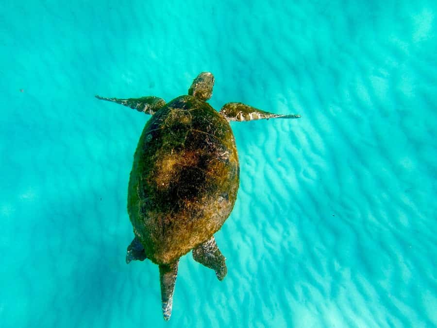 Gold Coast: Moreton Island Day Trip Kayak & Sandboarding - Why this Moreton Island day is more than a ferry ride