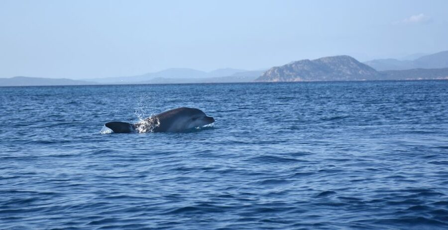 Golfo Aranci: Kayak Tour with Dolphins and Aperitif - What the guides add to the outing