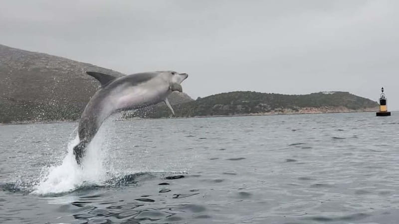 Golfo Aranci:Small group, german guided Kayak tour&Dolphins - Who should book this kayak tour?