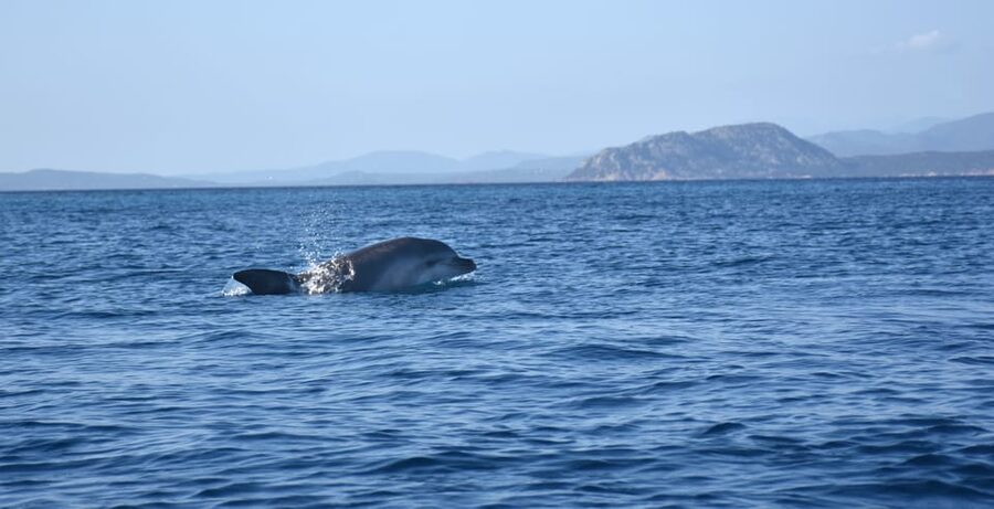 Golfo Aranci: Sunrise Dolphin Kayak Tour with Breakfast - Looking for dolphins near the fish farm
