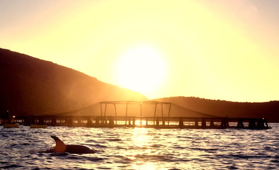 Golfo Aranci: Sunrise Dolphin Kayak Tour with Breakfast - How good is the tour for first-time kayakers?