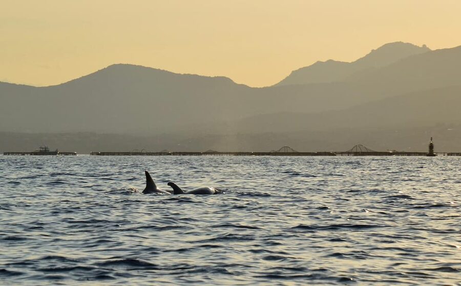Golfo Aranci: Sunset Dolphin Kayak Tour with Aperitif - What to bring and how to prepare