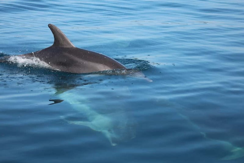 Golfo Aranci: Sup with dolphins, aperitif & photo shoot - The 15-minute lesson at Spiaggia dei Baracconi