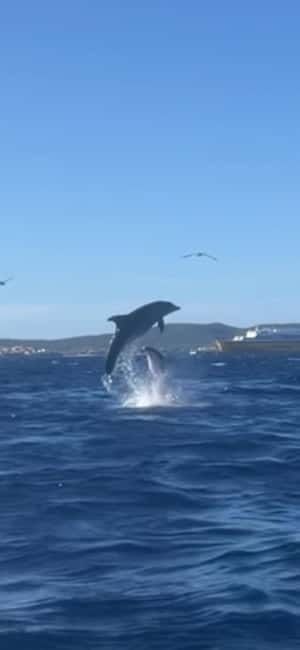 Golfo Aranci tour SUP Paddleboard Dolphin watching, aperitif - Five things to know before you book