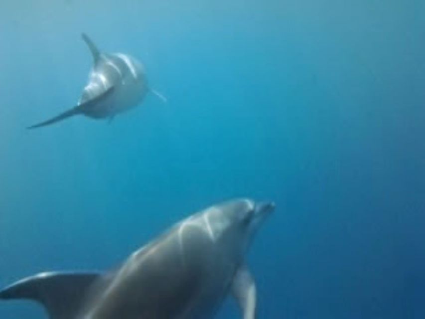 Golfo Aranci tour SUP Paddleboard Dolphin watching, aperitif - Cala Moresca by paddleboard and on foot