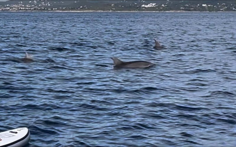 Golfo Aranci tour SUP Paddleboard Dolphin watching, aperitif - Returning to Baracconi Beach