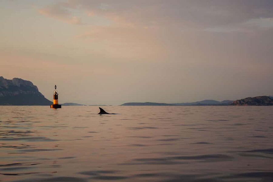 Golfo Aranci: traditional or transparent kayaks, dolphins, and aperitifs - A clear-water start from Baracconi Beach
