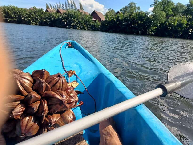 Green Cathedral Kayaking Journey & Reflection River View - What the river route feels like