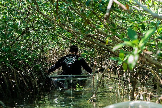 Guided Clear Kayak Eco-Tour Near Key West - What you might see below the hull