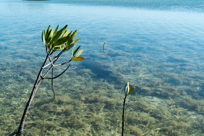 Guided Clear Kayak Eco-Tour Near Key West - Guides who make the difference