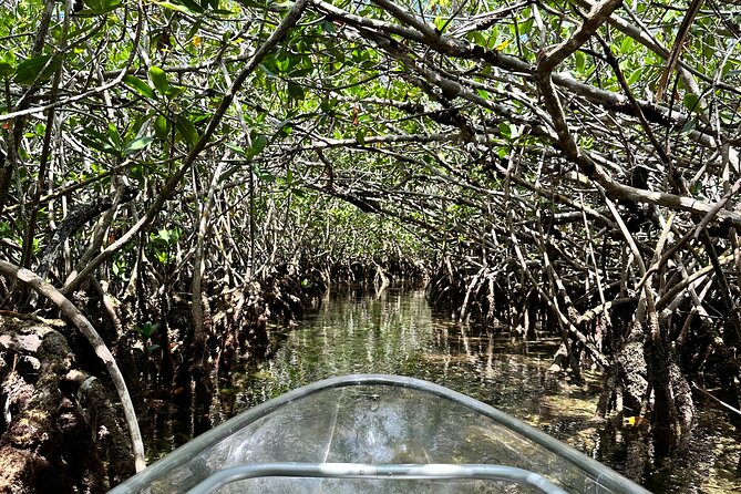 Guided Clear Kayak Eco-Tour Near Key West - Is two hours enough for $79?
