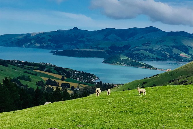 Guided Electric Mountain Bike & Sea Kayak Tour in Akaroa - Group size, guides, and the feel of the outing