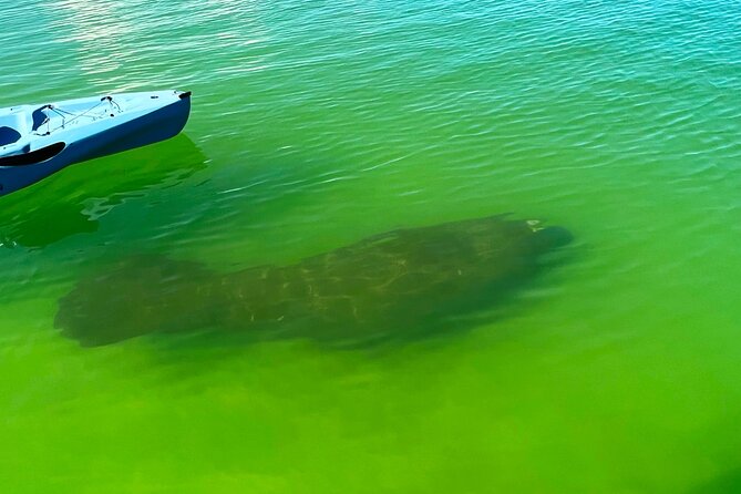 Guided Hobie Kayak EcoTour: Premium Eco Experience Bonita Springs - Searching for dolphins, manatees, and birds