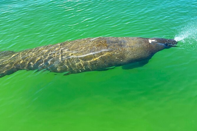 Guided Hobie Kayak EcoTour: Premium Eco Experience Bonita Springs - The shell beach makes the trip special