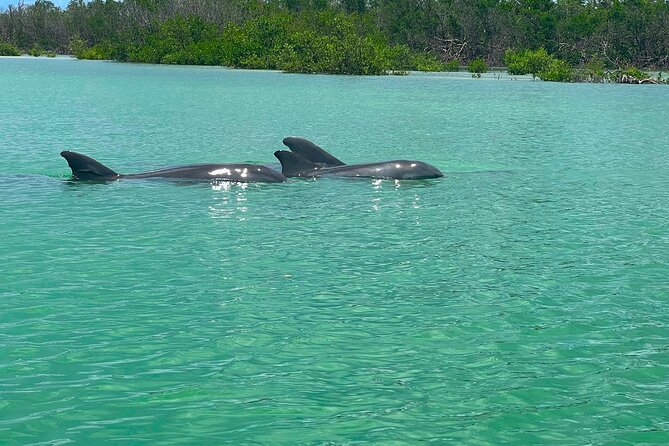Guided Hobie Kayak EcoTour: Premium Eco Experience Bonita Springs - Sun, water, and simple preparation