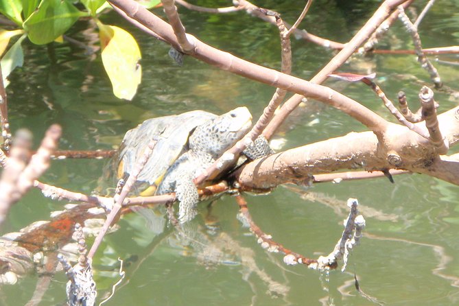 Guided Kayak Eco Tour - Bunche Beach - Should you book the Bunche Beach eco tour?