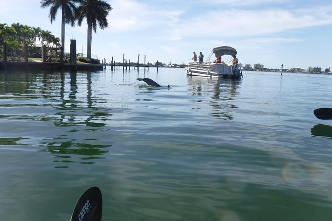 Guided Kayak Eco Tour - Bunche Beach - Wildlife sightings are possible, not promised