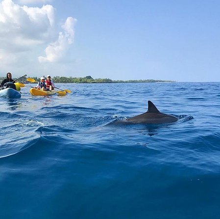 Guided Outrigger Canoe Tour in Kealakekua Bay - Dolphins, Manta Rays, and Other Wildlife