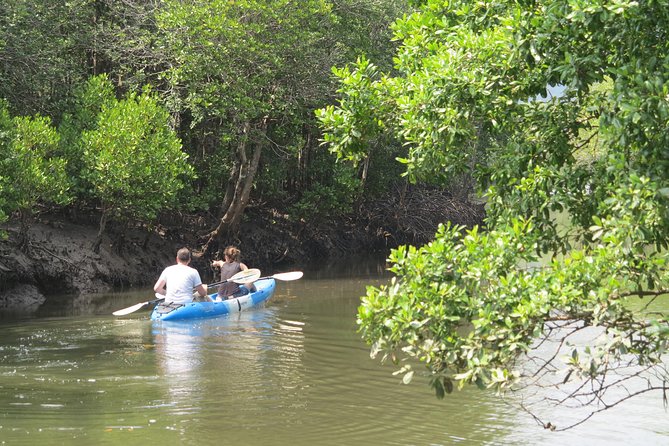 Half day Mangrove by Kayaking or Longtail boat from Koh Lanta - Should you book it?