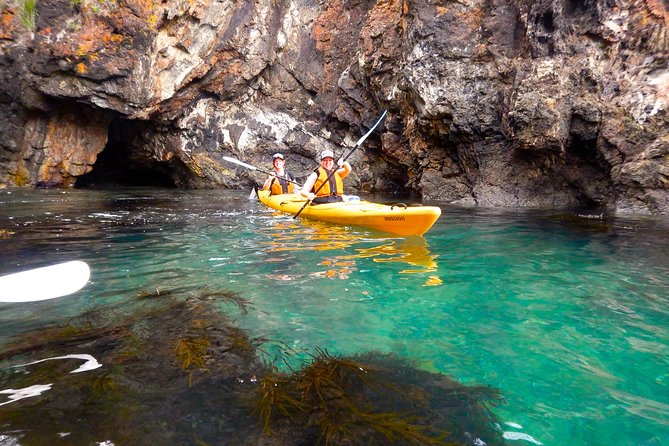 Half Day Sea Kayak Tour from Batemans Bay with Morning Tea - Wildlife watching from a double sea kayak