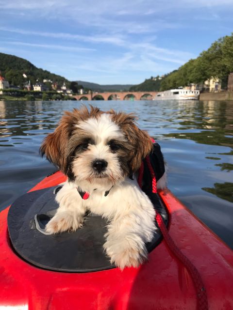 Heidelberg: 2-Hour Kayak Tour - Is the $81 price fair?