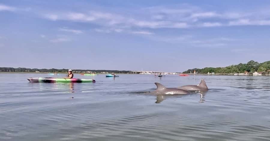 Hilton Head: 2-Hour Kayak Dolphin Nature Tour - What the two-hour Hilton Head kayak tour is really like