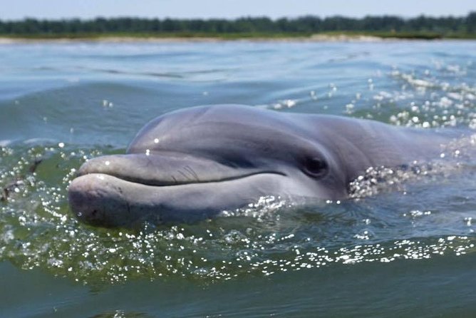 Hilton Head Guided Kayak Eco Tour - Starting at 86 Helmsman Way