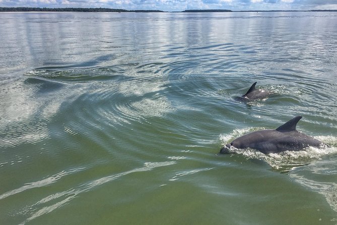 Hilton Head Guided Kayak Eco Tour - Wildlife sightings are a bonus, not the promise